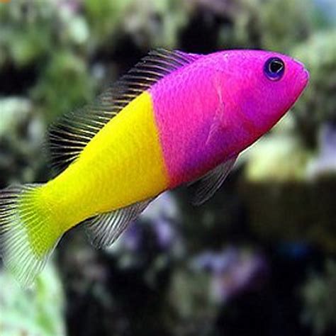 Pseudochromis Paccagnellae in acquario