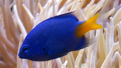 Damigella Chrysiptera Parasema