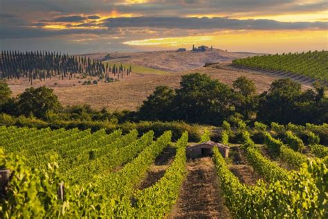 Panorama della campagna toscana con vigneti e uliveti