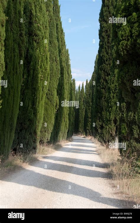 Viale alberato con cipressi che conduce al Ristorante La Corte