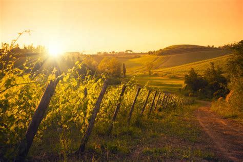 Panorama colline del Chianti con vigneti al tramonto