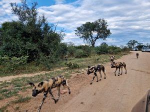 Panorama del Parco Kruger con animali selvatici