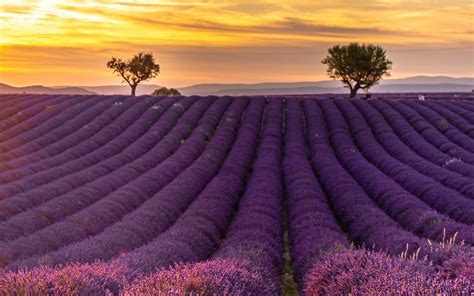 Campi di lavanda in Provenza