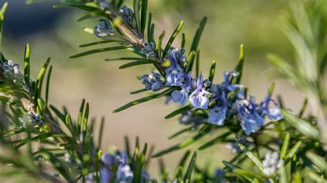 Braccialetti con fiori d'ulivo e rosmarino