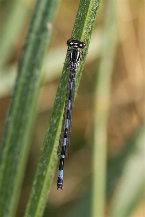 Particolare del disegno addominale di Coenagrion mercuriale