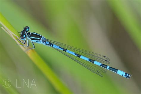Ambiente tipico di Coenagrion mercuriale