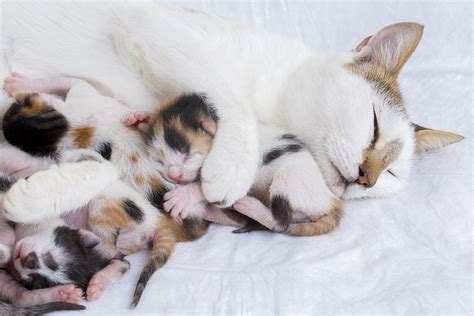Gatto in difficoltà durante il parto