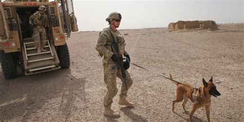 Cani soldato in Afghanistan