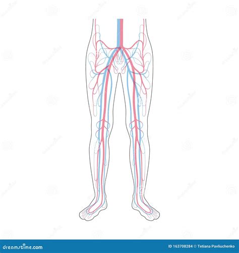 schema del sistema circolatorio venoso delle gambe