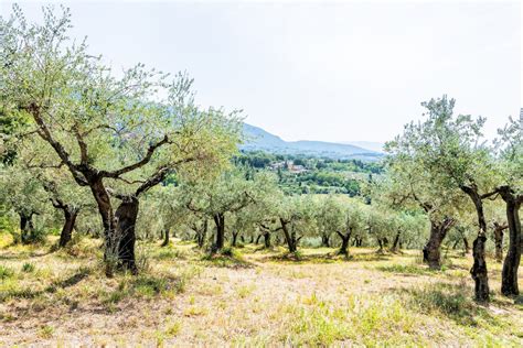 Veduta panoramica di Corte del Lupo con ulivi e colline