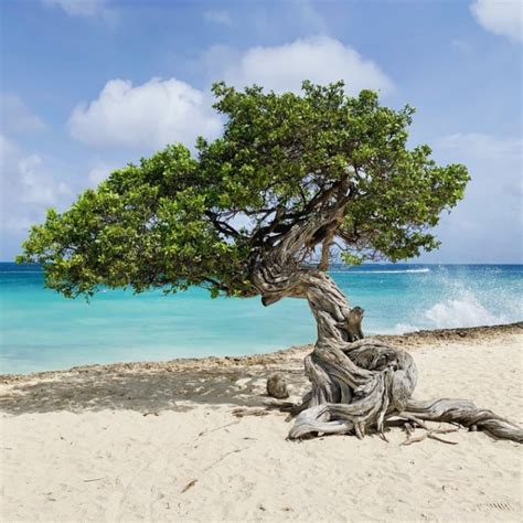 Alberi Fofoti su Eagle Beach, Aruba