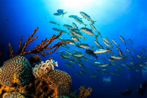 Pesci tropicali durante un'immersione a Bonaire