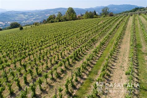 Panorama di Casale di Valle con vigneti