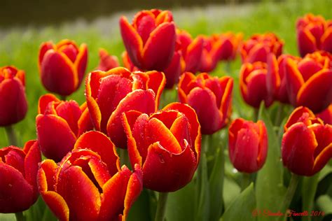 tulipani rossi