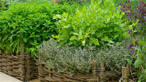 composizione di erbe aromatiche antiche