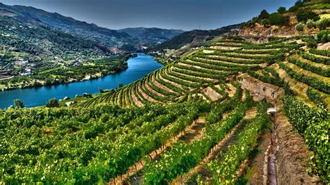 Valle del Douro con vigneti