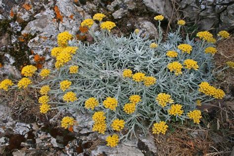 Fiori di elicriso italico su sfondo roccioso