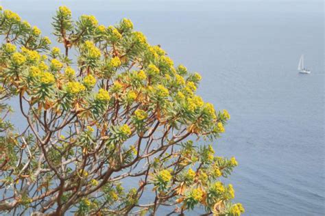 Euforbia arborea con il mare sullo sfondo