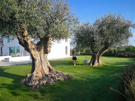 Giardino con ulivi secolari in Puglia
