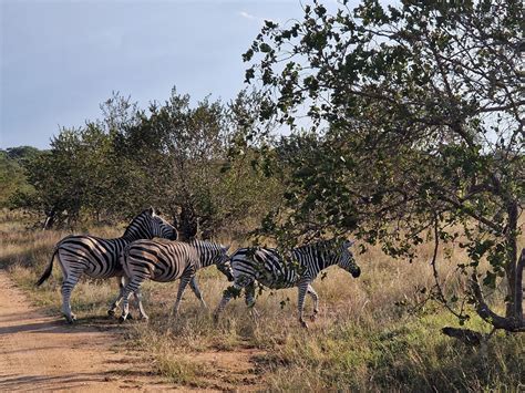 Safari nel Parco Kruger, Sudafrica