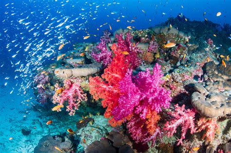 Diversità marina e coralli colorati nei fondali di Palau
