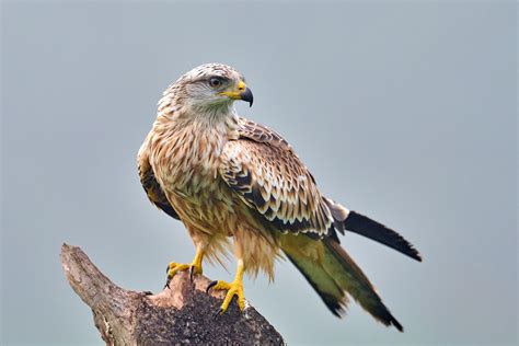 Nibbio bruno in volo con la sua caratteristica coda forcuta