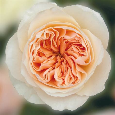 Primo piano della rosa David Austin Juliet