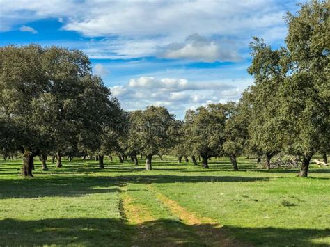 Paesaggio rurale con querce