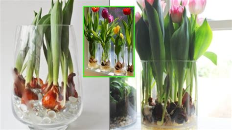 Coltivazione di tulipani in indoor farm