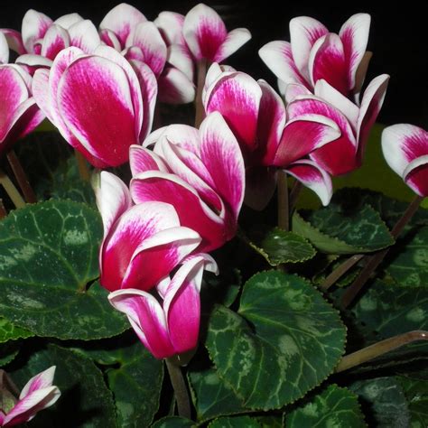 Ciclamino in vaso, con dettagli sulle foglie e sui fiori