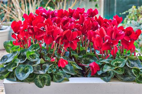 Composizione floreale con ciclamini di diversi colori