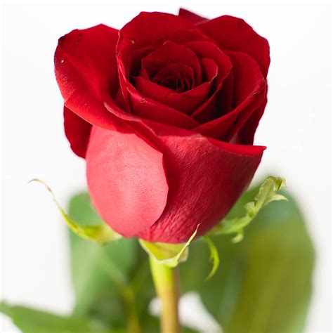 Dettaglio di una rosa rossa
