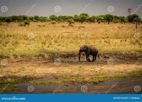 Animali selvatici in un parco nazionale della Tanzania durante la stagione secca